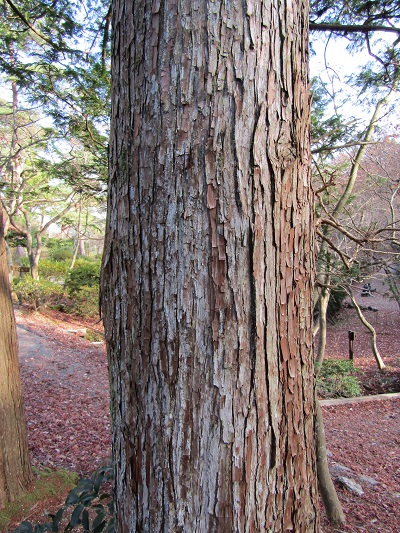 w004456yahiko9-2