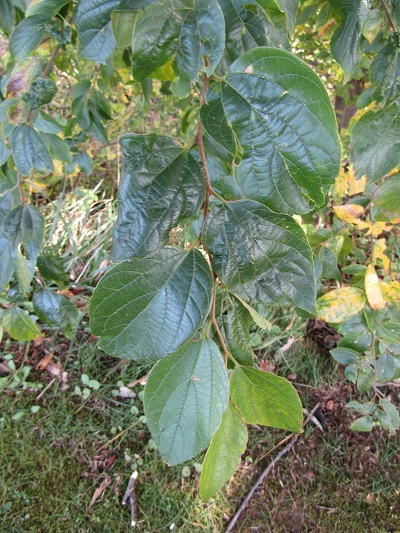 w004459nunome12-1