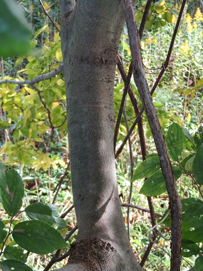 w004459nunome12-2
