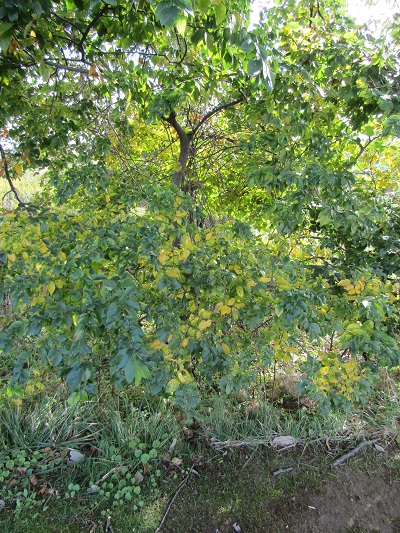 w004459nunome12