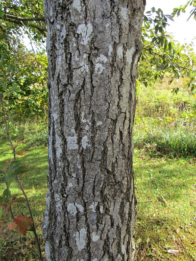 w004459nunome13-2