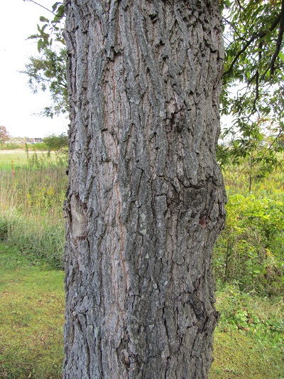w004459nunome14-2