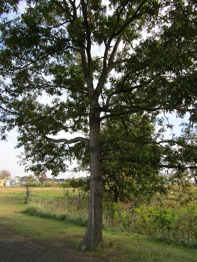 w004459nunome14