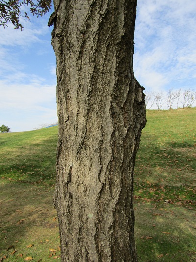 w004459nunome15-2