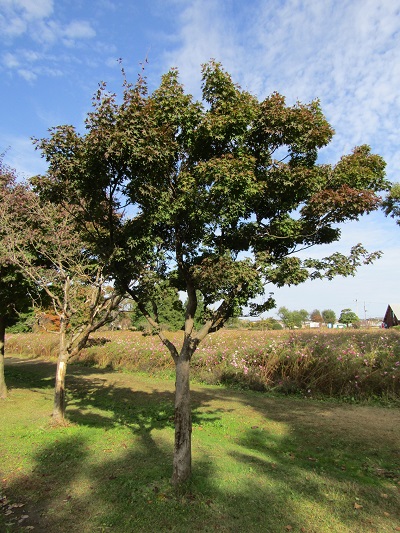 w004459nunome17