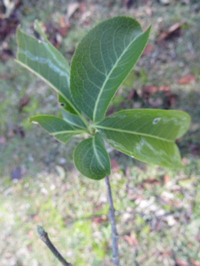 w004459nunome18-1