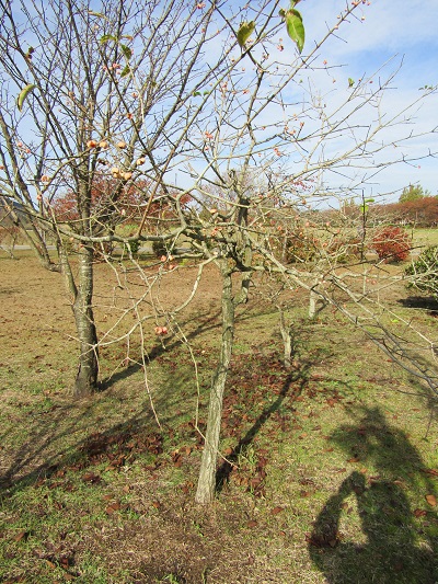 w004459nunome18