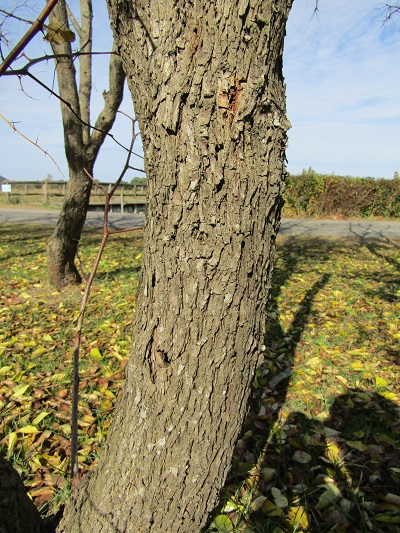 w004459nunome19-2