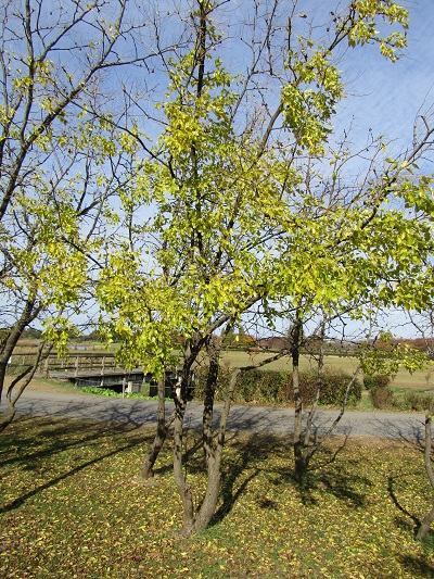 w004459nunome19