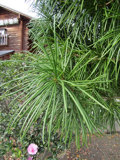 w004459nunome2-1