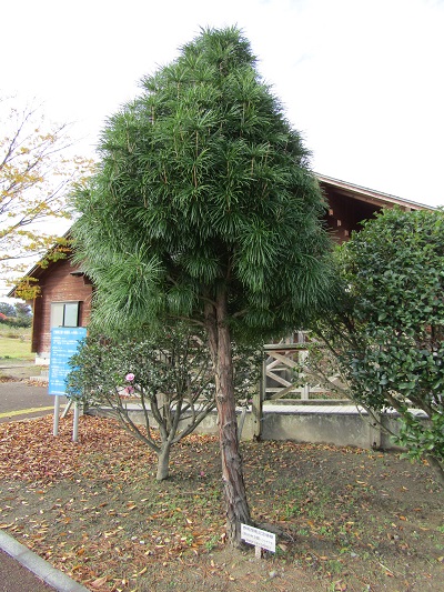 w004459nunome2