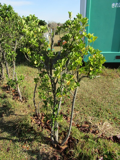 w004459nunome20