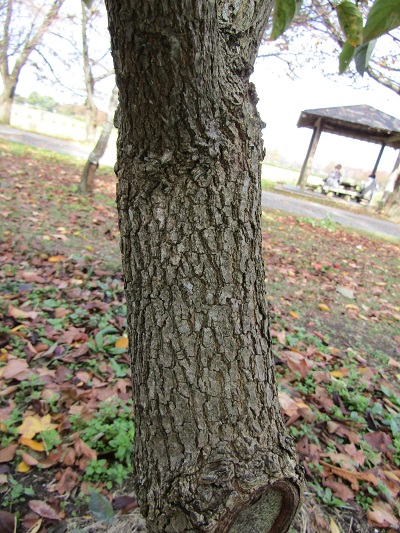 w004459nunome22-2
