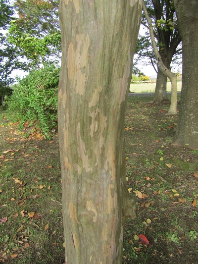 w004459nunome25-2
