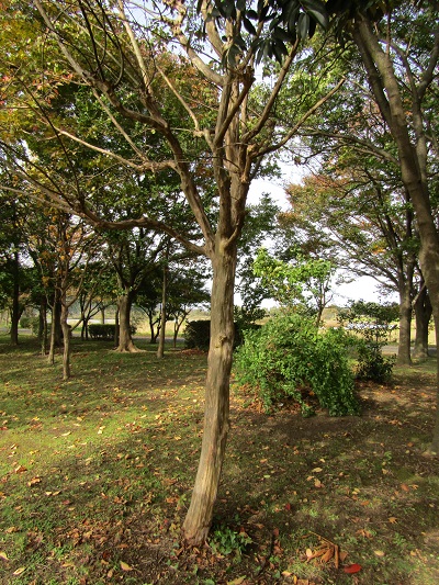 w004459nunome25