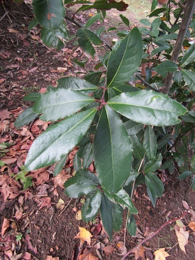 w004459nunome26-1