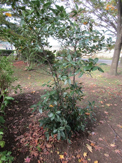 w004459nunome26