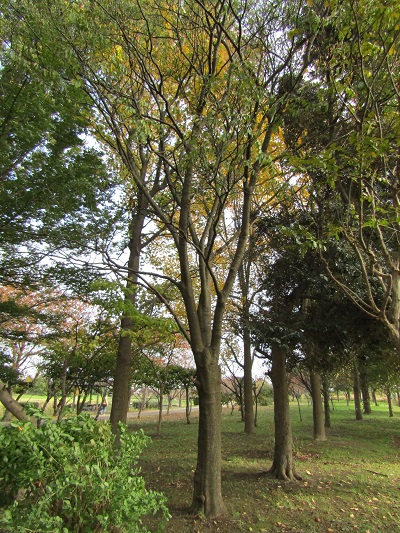 w004459nunome27
