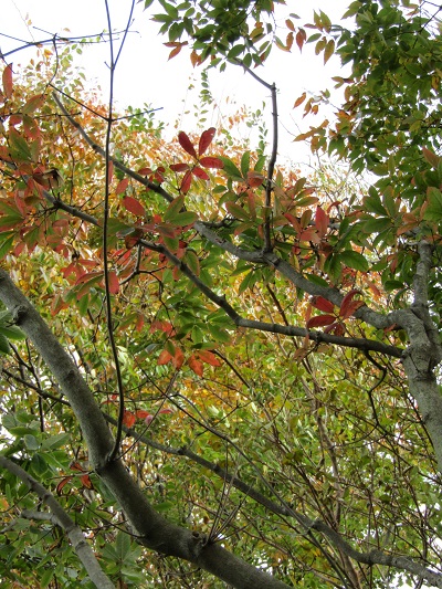 w004459nunome28