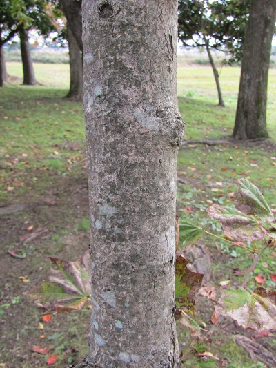 w004459nunome29-2