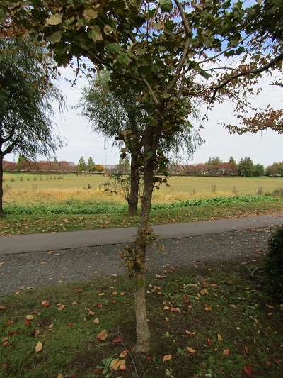 w004459nunome29