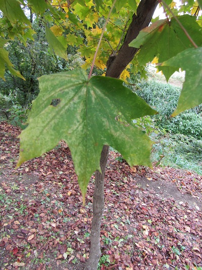 w004459nunome30-1