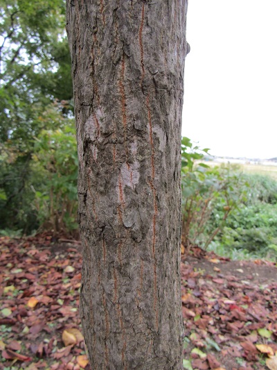 w004459nunome30-2