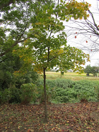 w004459nunome30