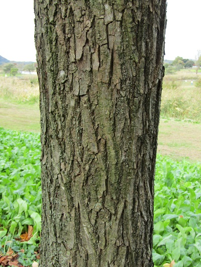 w004459nunome31-2