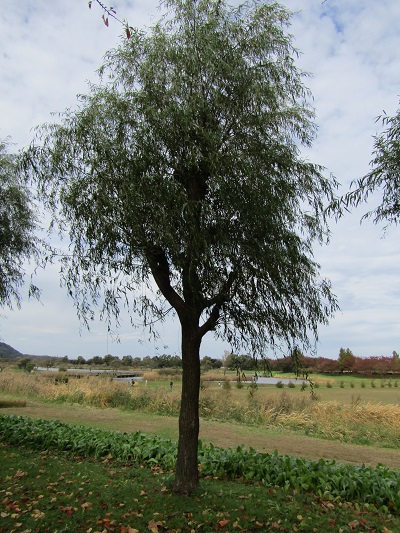 w004459nunome31