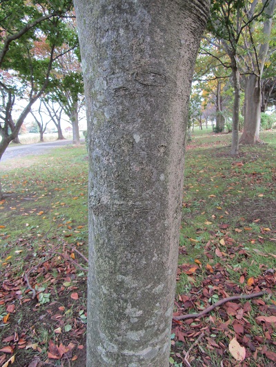 w004459nunome33-2