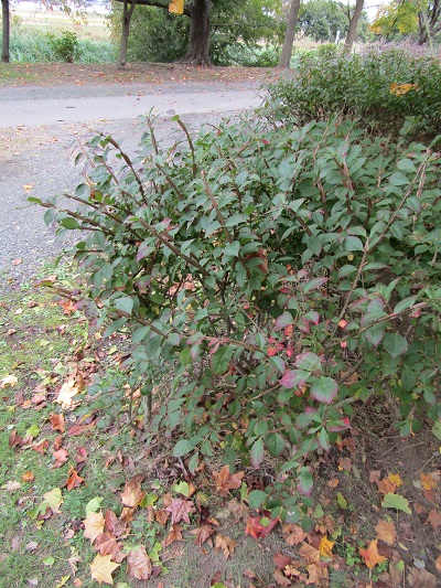 w004459nunome36