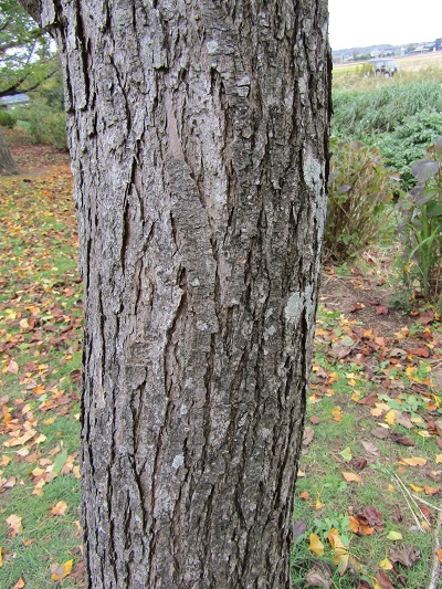 w004459nunome37-2