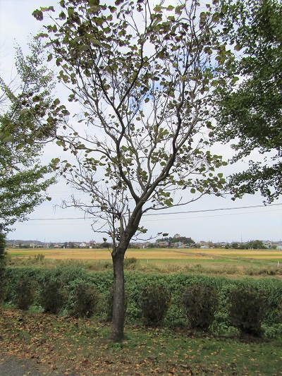 w004459nunome37
