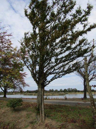 w004459nunome39