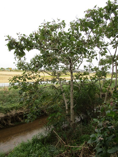 w004459nunome40