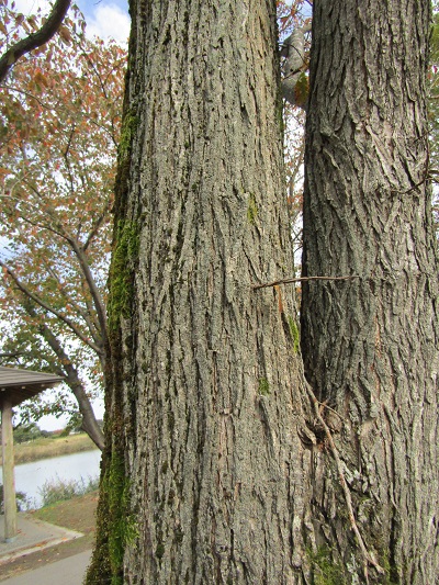 w004459nunome42-2