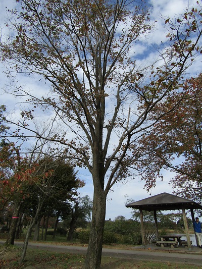 w004459nunome42