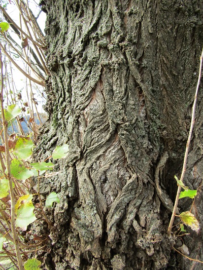 w004459nunome43-2