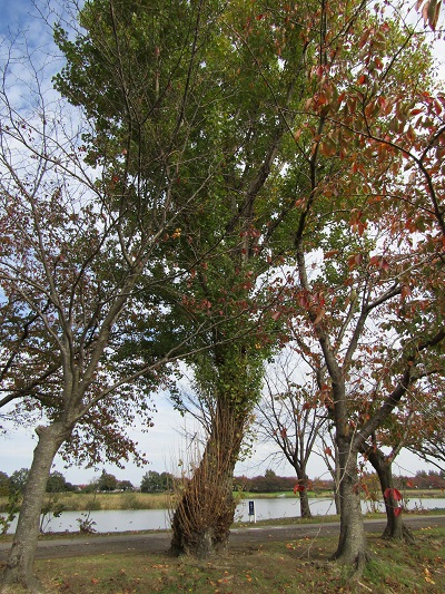 w004459nunome43