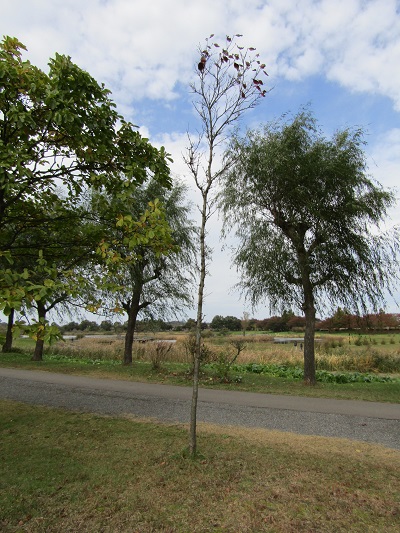 w004459nunome44