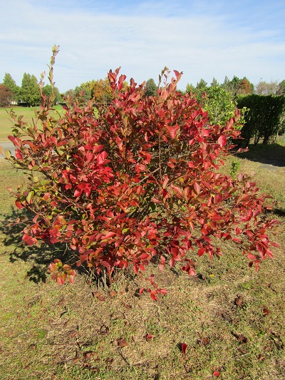 w004459nunome46