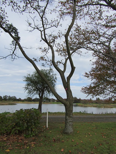 w004459nunome47