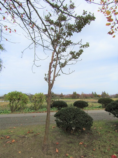 w004459nunome48