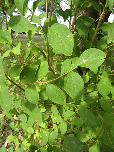 w004459nunome49-1