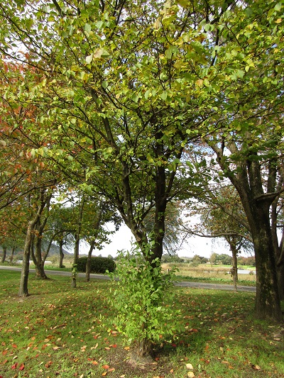 w004459nunome49