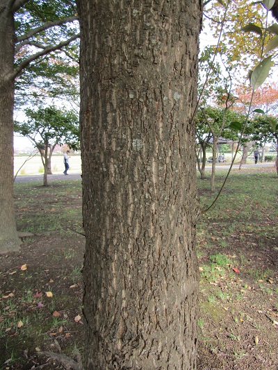 w004459nunome50-2