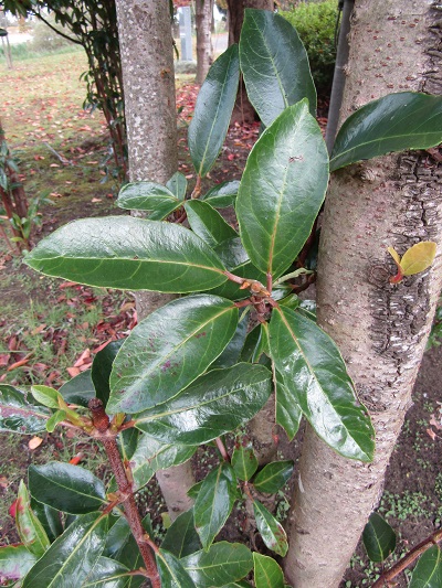 w004459nunome52-1