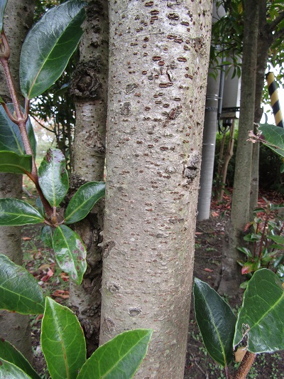 w004459nunome52-2