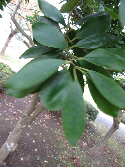w004459nunome53-1